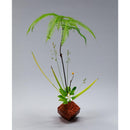 Aruta-yaki - Lin (L) @red