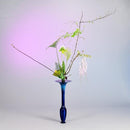 Ginrei (Premium Blue)