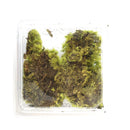 保鮮苔蘚:狹葉白髮蘚