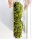 保鮮苔蘚:狹葉白髮蘚