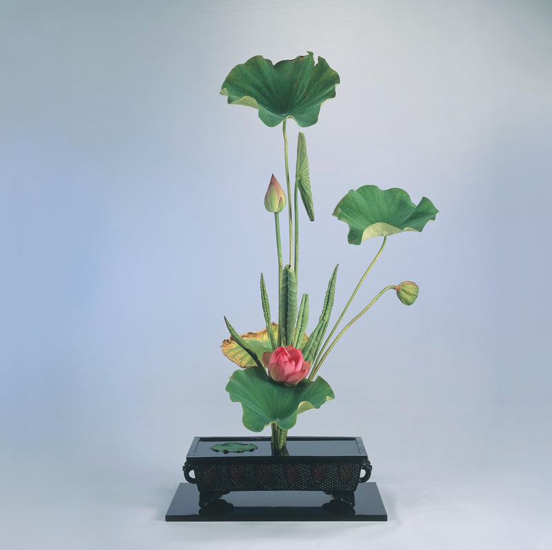 Embrace the gentle beauty of summer with lotus flowers