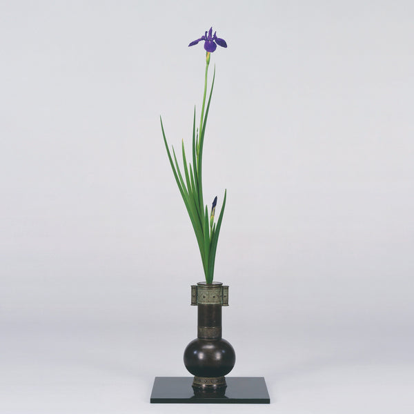 Enjoying Summer Irises