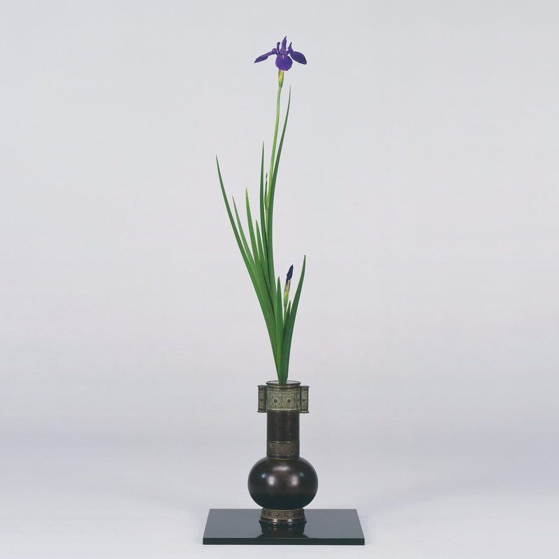 Enjoying Summer Irises