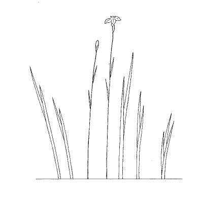 Ikebana Mini Lessons #6