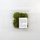 Preserved moss: Cushion moss