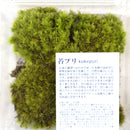 Preserved moss: Cushion moss