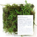 Preserved moss: Feather moss