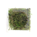 Preserved moss: Feather moss