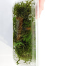 Preserved moss: Feather moss
