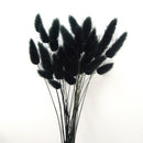 【永生花】兔尾草