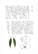 Ikenobo Ikebana Basic Course (Japanese Edition)