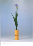 Ikenobo Ikebana Basic Course (Chinese)