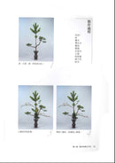 More to Learn RIKKA (Chinese)