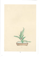 Ikebana Bijutsu Meisakushu vol.6 - Soka Hyakki