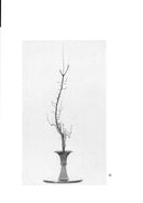 Ikenobo Shoka no Manabikata Vol.1 Shiki no Somoku (seasonal plants)