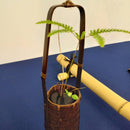 Tomekko-Petit-Kenzan S