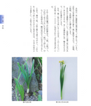 Shoka, Rikka Suisen Notebook